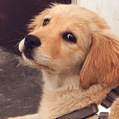 1 year old golden retriever | loves food and sleep | follow me on insta:-@ jasper.cito | 23rd December🎂