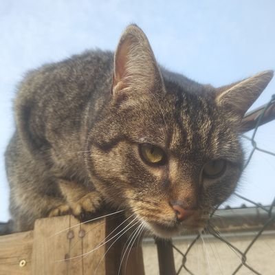 kotic6's profile picture. 