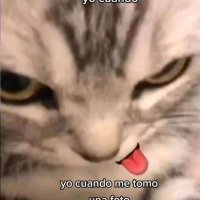 gatitos shitposting(@gatito_shitpost) 's Twitter Profileg