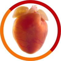 WCM Cardiovascular Research Institute (CVRI) (@wcm_cvri) 's Twitter Profile