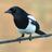 MissusMagpie's profile image