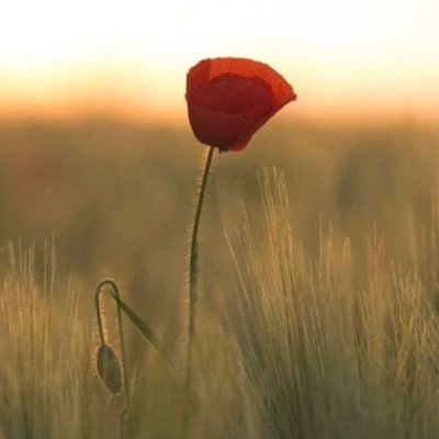 e0_ncdn's profile picture. 