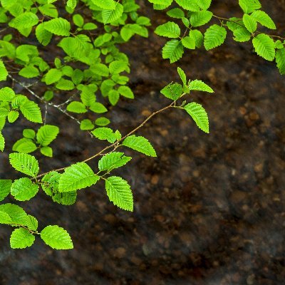 Organization in Corvallis, Oregon, seeking new ways to re-imagine our relation to the natural world. Events, readings, writing residencies & more.