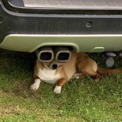 Griloo__'s profile picture. a passear por cursos em aveiro