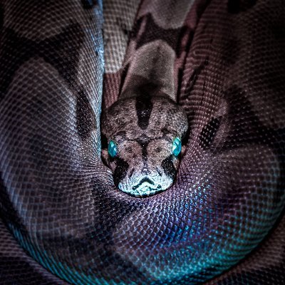 snakesocials's profile picture. Social Media Marketing | Learn & Engage | Blogging & Curating the best marketing resources