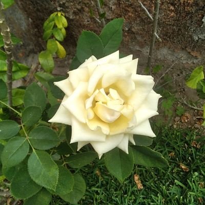 ✨🌿AriVane🌿✨さんのプロフィール画像