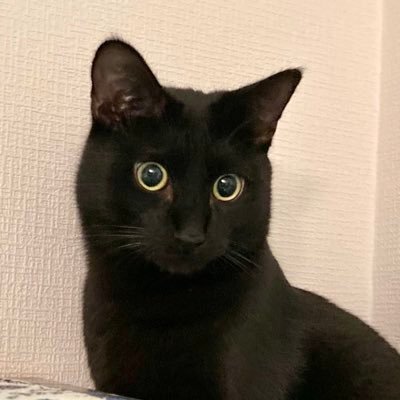 Hello! I’m a cheeky black cat called Titus Pullo who lives in Japan