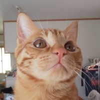 hide steelblue213 (@steelblue213) Twitter profile photo