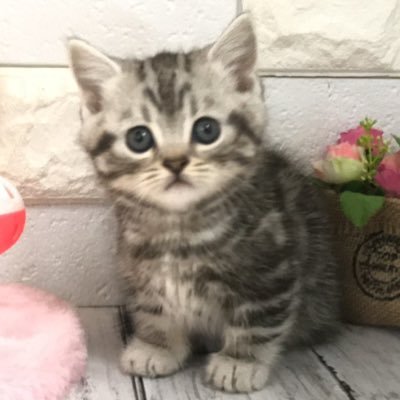 マンチカン/男の子/シルバータビー /誕生日2021年10月11日/好奇心旺盛で寂しがり屋/独身男と短足猫の日常をつぶやきます。無言フォロー失礼&大歓迎!猫垢さんフォロバさせて頂きます!