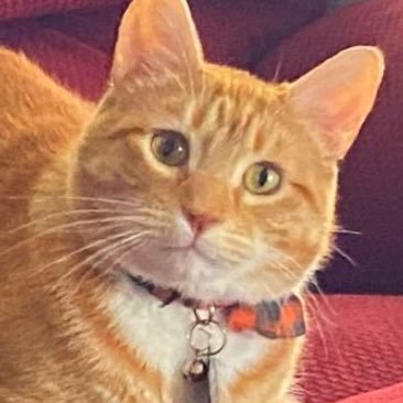 (and orange cat wearing a red collar with tags and a bell looking at the camera)