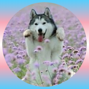 MicahHyman05's profile picture. Heya, I'm Micah
Check out my other account at @LavenderBLC
I control virtual planes on @vatsim
I'm a huge aviation enthusiast and I play clarinet