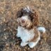 Robert Scacco (@robertscacco) Twitter profile photo Robert Scacco (@robertscacco) Twitter profile photo