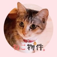 映画『劇場版 ねこ物件』 Blu-ray & DVD絶賛発売中 【公式 映画『劇場版 ねこ物件』 Blu-ray & DVD絶賛発売中 【公式