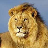 Luis516496432's profile picture. Jah bless