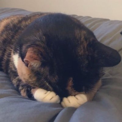 blaxkcatt's profile picture. 🕷 18 🕷 she/they 🕷 selling content 🕷 professional brat 🕷