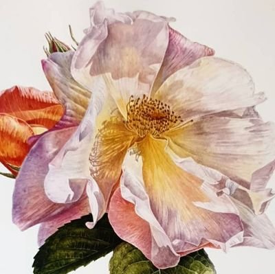 Botanical artist. Painting with Passion. Commissions & Collaboration.
https://t.co/iyu3ILiNRh