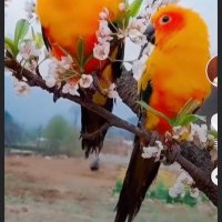 uthaunghla (@uthaunghla) 's Twitter Profile Photo