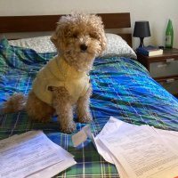 Copper (@copper_scum) 's Twitter Profile