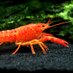 👁🦞Ommatid🦞👁 (@joebhall3) Twitter profile photo 👁🦞Ommatid🦞👁 (@joebhall3) Twitter profile photo
