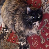 mox (@moxxiecat) 's Twitter Profile