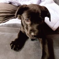 jay (@simpsongmail88) 's Twitter Profile