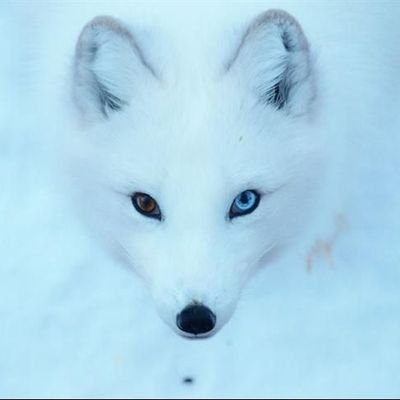 PlayerFox10's profile picture. Competitive player Fortnite, Free agent (console)
