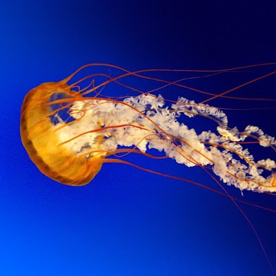 VigilSaldana's profile picture. 