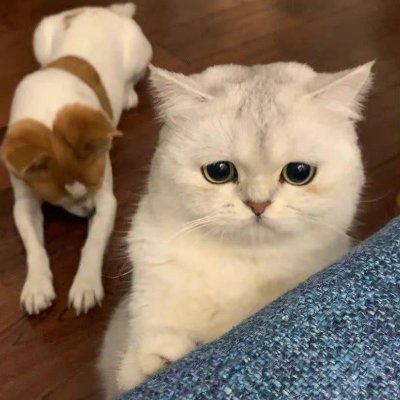 zchenp's profile picture. 分享美食，宠物，体育，日常生活，娱乐，祖国大好河山😄（互fo）