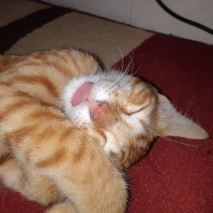 wijayanism's profile picture. SWING