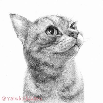 アメショのマーさんさんのプロフィール画像