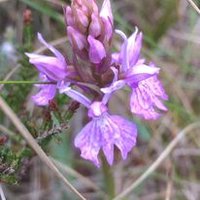 West Cavan Bogs Association (@bogscavan) 's Twitter Profile