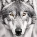 Црни Ђорђе (@djole1968) Twitter profile photo Црни Ђорђе (@djole1968) Twitter profile photo