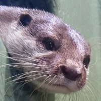 すず音 (@suzunonene) 's Twitter Profile