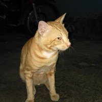 kucingliar (@lupagada123) 's Twitter Profile