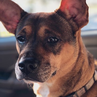 moliz30's profile picture. Food Lover, Cook, Baker, Tech Lover, Sister, Friend, Garderner, Sports Lover, #ARMY💜, NJ-MA-SC-GA-?