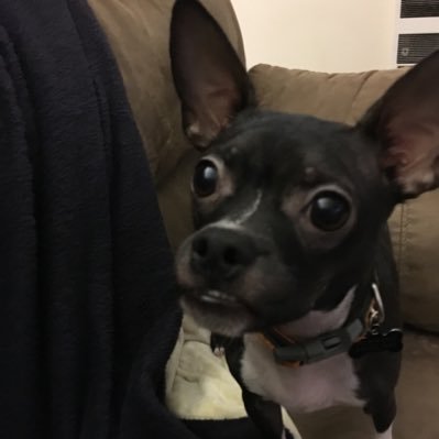 whatcryptotoday's profile picture. Starting with #vlaunch, what should I get next? I want to pay for my masters degree this year!