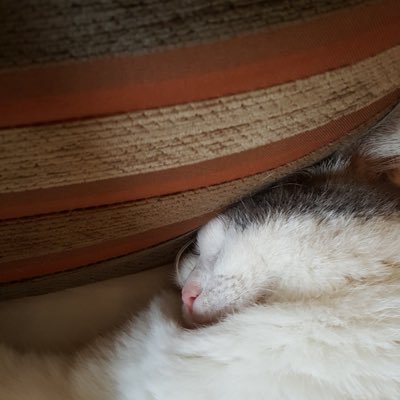 Silversiblla's profile picture. 