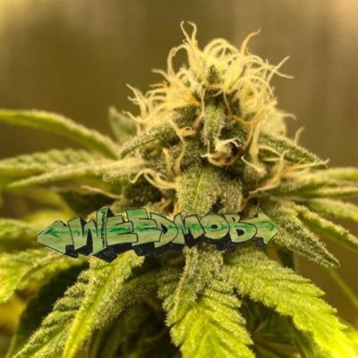 #weedmob 💚 🔜#GiselaGanja #CannabisConfectionery