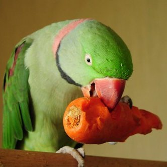 ParrotCarrot68 Profile Picture