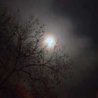 Sedef Sedef (@sedeflisel) 's Twitter Profile