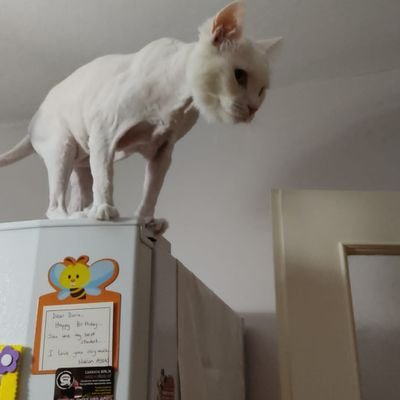 fazlihakkoymaz2's profile picture. Heyecan hala var