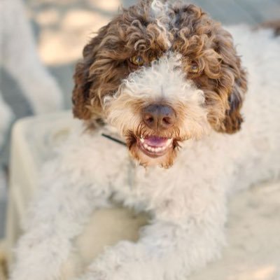 Alexxblake01's profile picture. ✡️ 💙 🇺🇸 💙#AmYisraelChai 🇮🇱🤍💙 🤍#SlavaUkraini 🇺🇦 💙💛- Return Ukrainian children abducted by Russia.