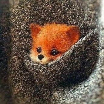 I’m a fox who loves to cook! I also like taxidermy, storybook animal art, and my family! Please no swearing when interacting with me (。´•ㅅ•。) he/him