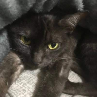 bearhand15's profile picture. ゲーム好きです。 apexとark良くやってます。キングダムハマり中。ゲームや漫画好きな方仲良くしてください。