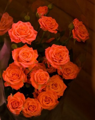 BeauteAmore's profile picture. Love, Beauty, Heart, Poetry, Simplicity, Elegance

Want to know me... Ask... J'adore Mon Amour!
*Beauty is French ... Love is Italian -- My Heart is Haitian*