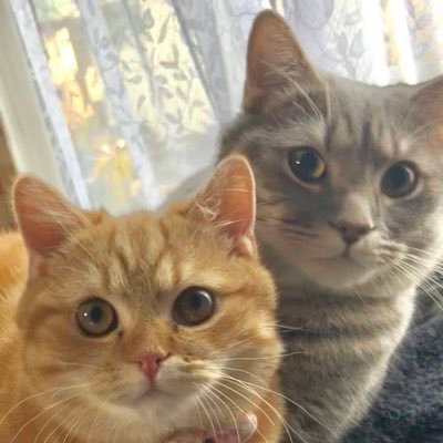 マンチカンのあぽろとジュノです🐱🐱 aikoと将棋ファンの飼い主🙋♀️よろしくお願いします⚠️無断転載はお断りします🙅♀️⚠️