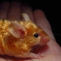 redone (Golden Rat) (@ratsiuuurat) 's Twitter Profile