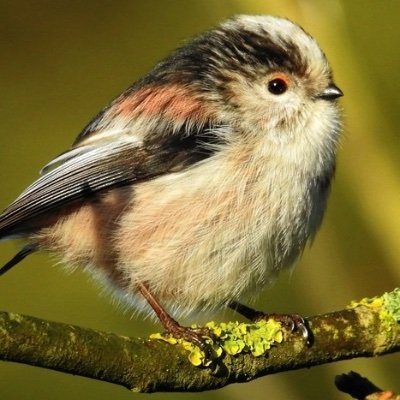 SnowInsummer14's profile picture. 