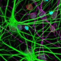 David Begelman (@davidbegelman) 's Twitter Profile