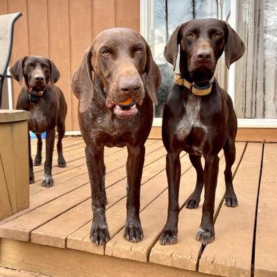 Mom of Bo, Luke and Daisy. Love to play ball, car rides and trail walks.